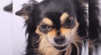 Why Are Chihuahuas So Aggressive? An In-Depth Exploration 2 Why Are Chihuahuas So Aggresive: An In-Depth Exploration - Chihuacorner.com