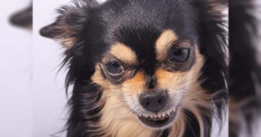 Why Are Chihuahuas So Aggresive: An In-Depth Exploration - Chihuacorner.com