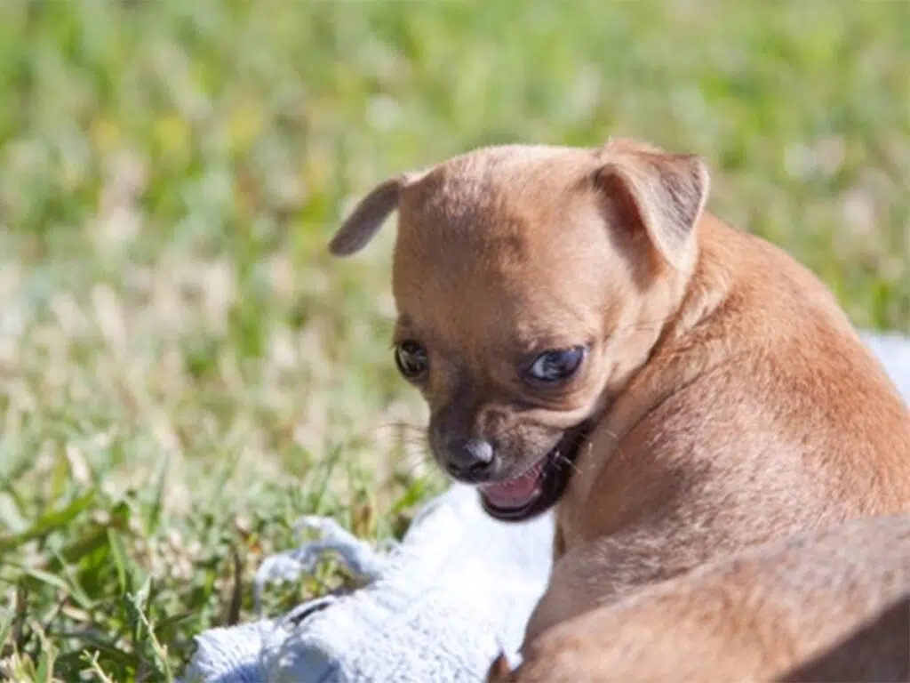 Why are Chihuahuas so aggressive, illustrated by a brown pup looking back