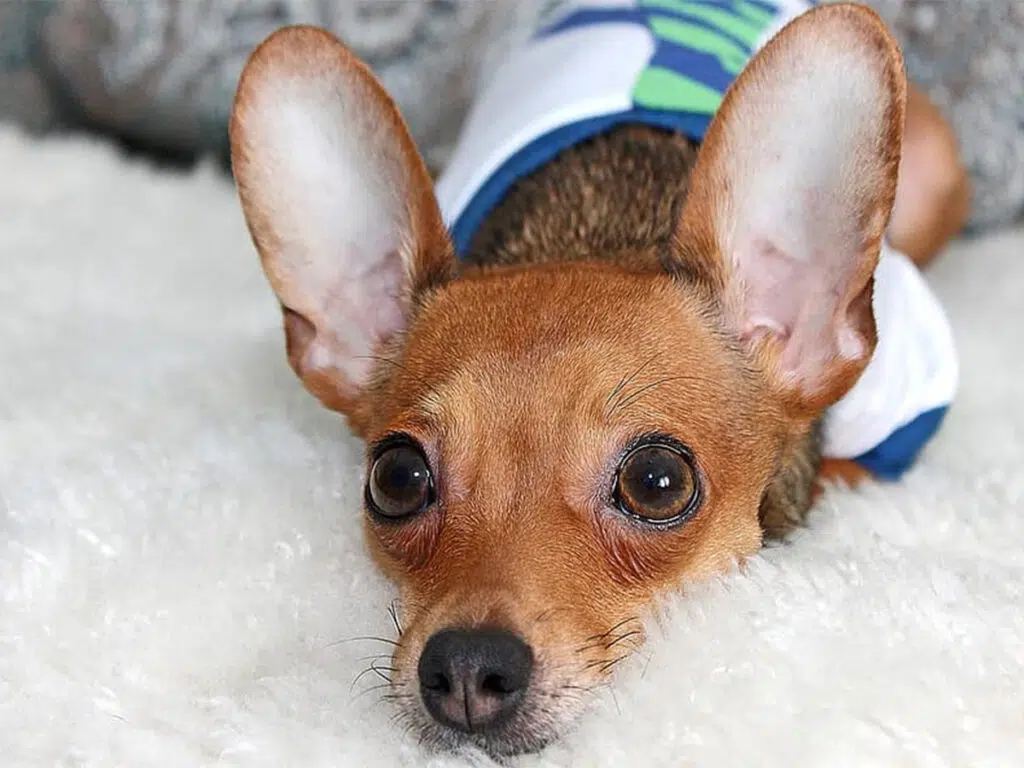 Why are Chihuahuas so needy, illustrated by a brown pup lying down