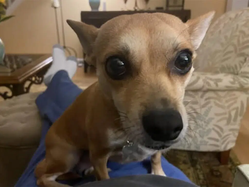 Why are Chihuahuas so needy illustrated by a Chihuahua obsessed with owner