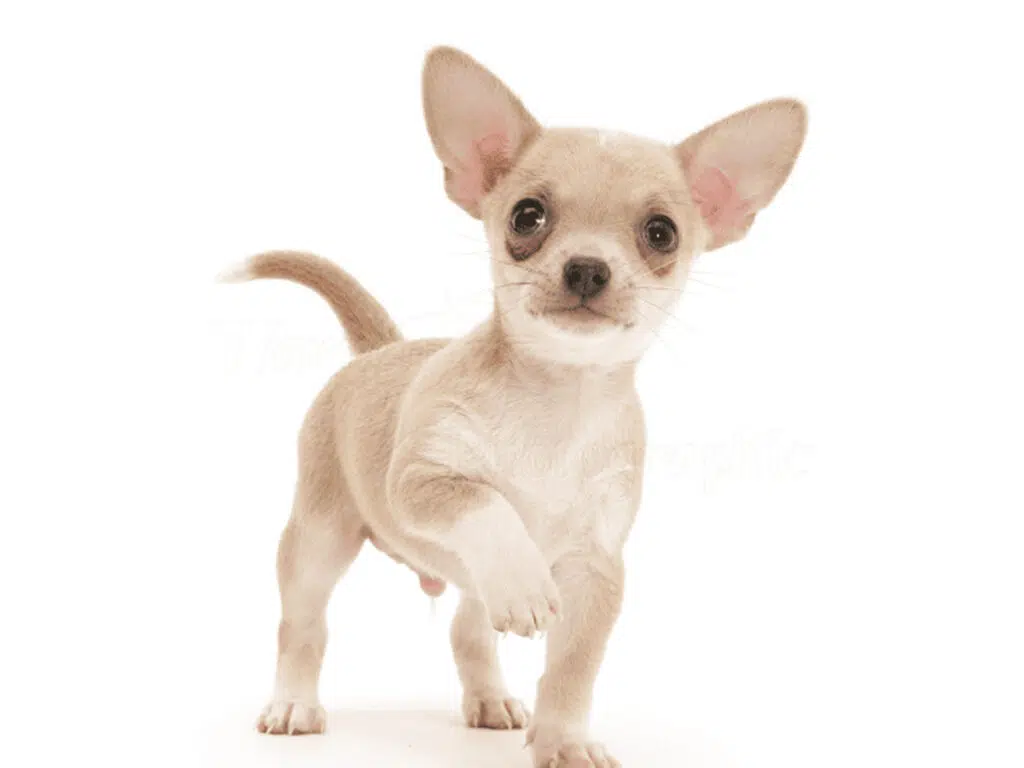 Why do Chihuahuas lick their paws? Illustrated by a tiny beige Chi