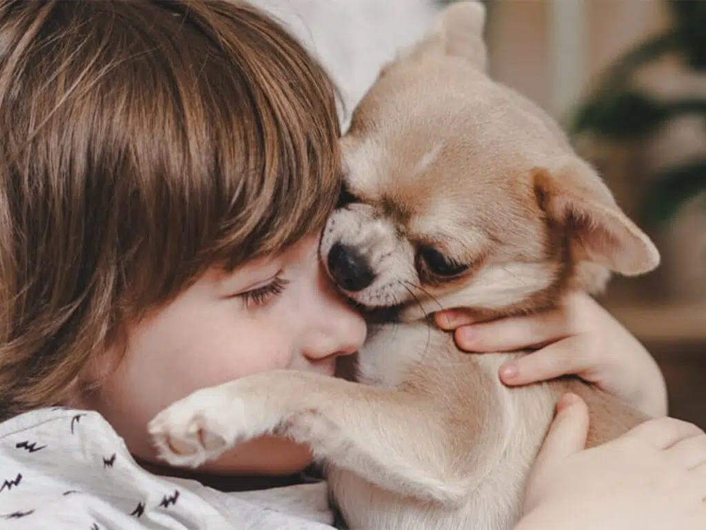 The reason why do Chihuahuas lick so much? Illustrated by a kid hugging a Chi