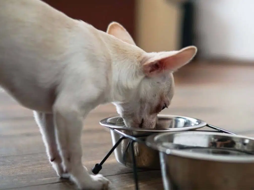 Why is My Chihuahua Not Eating? Illustrated by a white pup next to a food bowl