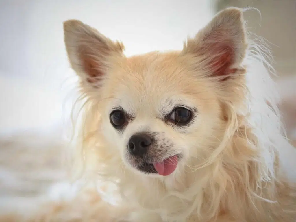 Why is My Chihuahua Not Eating? Illustrated by a long-haired Chi with its tongue out