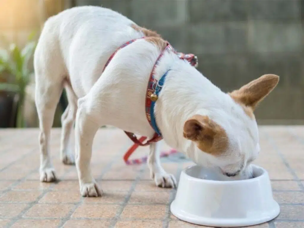 Why is My Chihuahua Not Eating? Illustrated by a white Chi munching on a food bowl