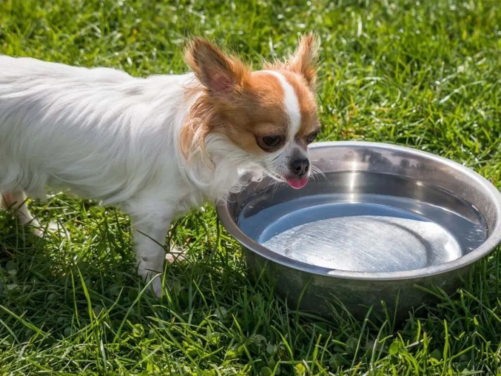 Why is My Chihuahua Not Eating? Illustrated by a Chi drinking water in a garden