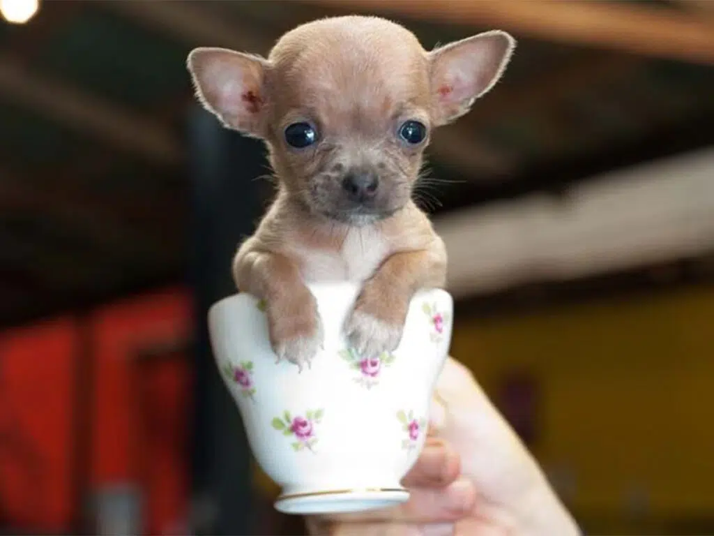 A micro mini Chihuahua on a tiny cup
