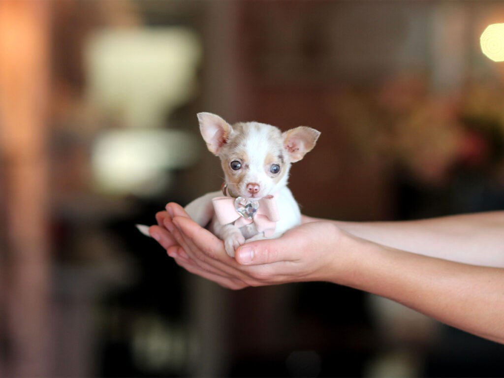 A micro mini Chihuahua being held by a woman