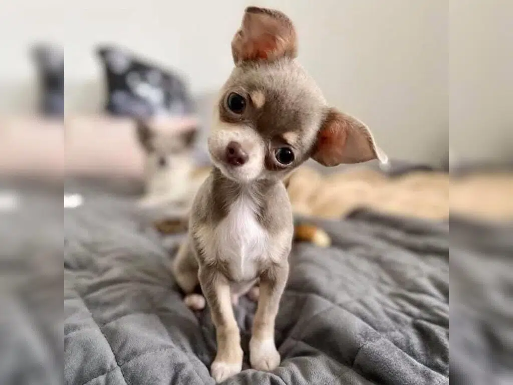 A tiny teacup Chihuahua looking at the camera