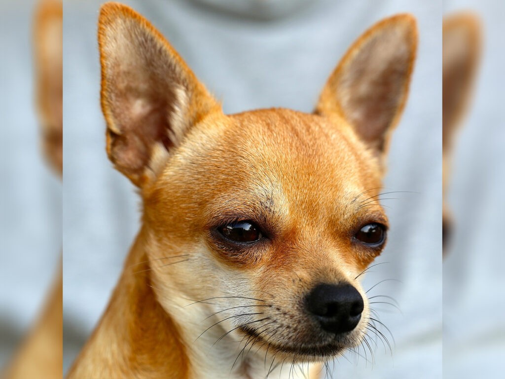 Gold-coat deer head Chihuahua close up 