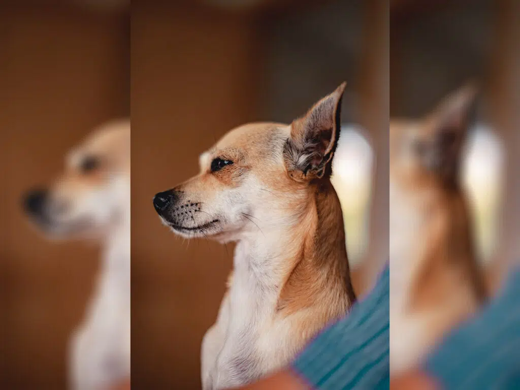 Light brown Chihuahua side profile