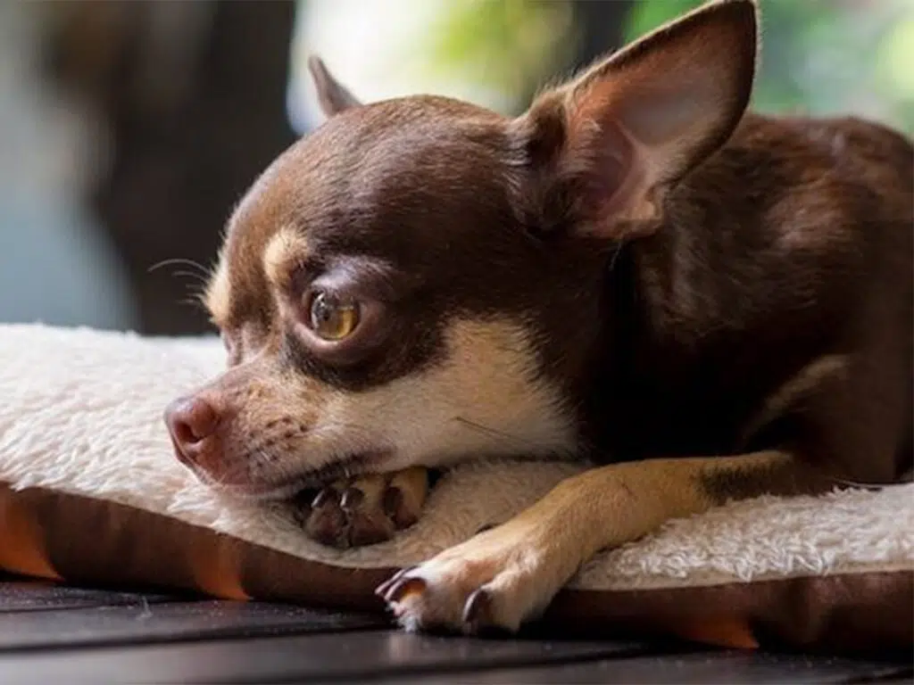 Brown deer head Chihuahua lying down on a pillow