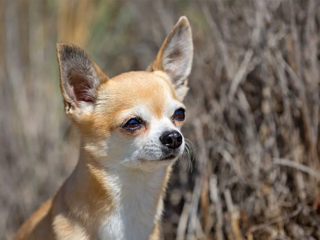 Beige deer head Chihuahua out in nature