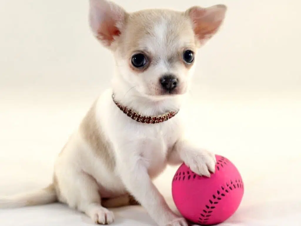 White deer head Chihuahua puppy holding a pink ball