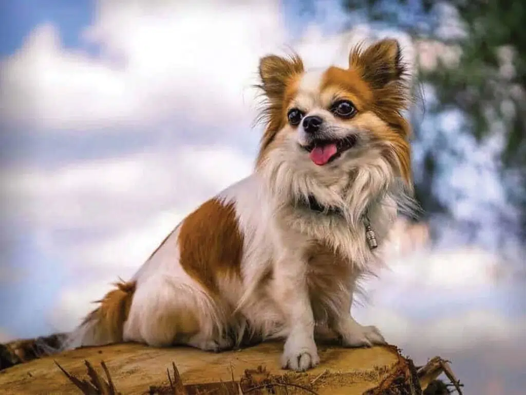 7 things you didn't know about the long-haired Chihuahua, illustrated by a pup on a stone