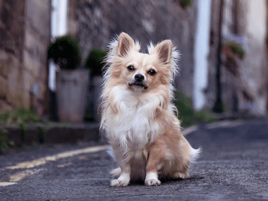 7 things you didn't know about the long-haired Chihuahua, illustrated by a white pup on concrete