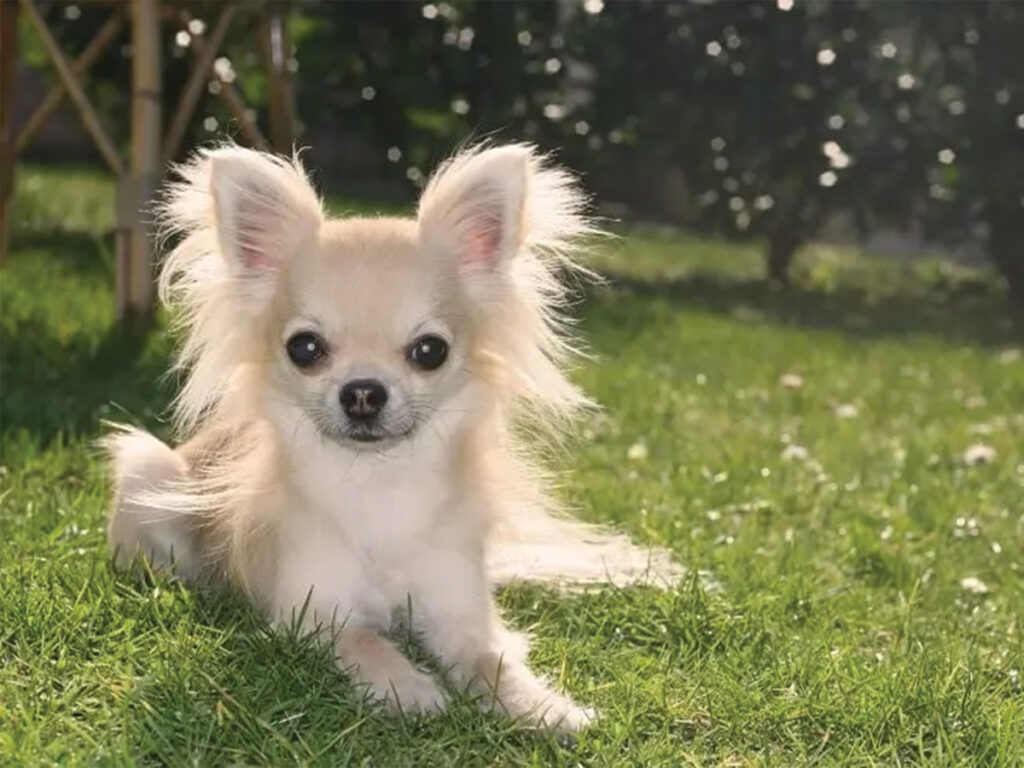 7 things you didn't know about the long-haired Chihuahua, illustrated by a white pup on grass