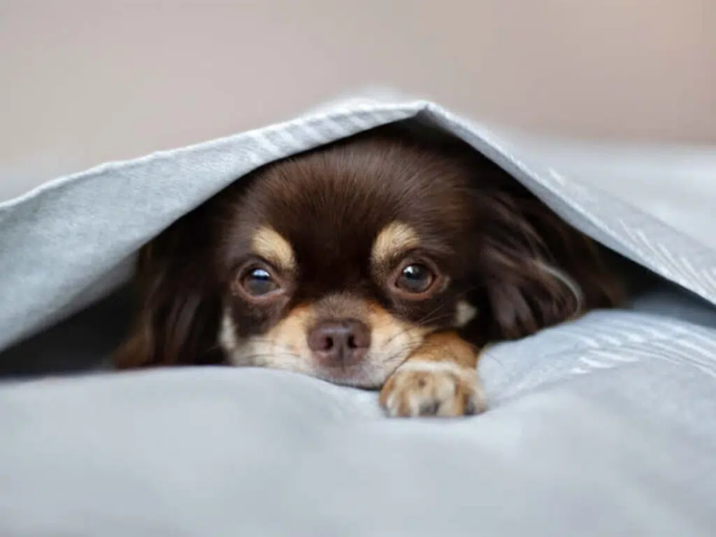 Why Chihuahuas Burrow, illustrated by a brown pup under the blanket