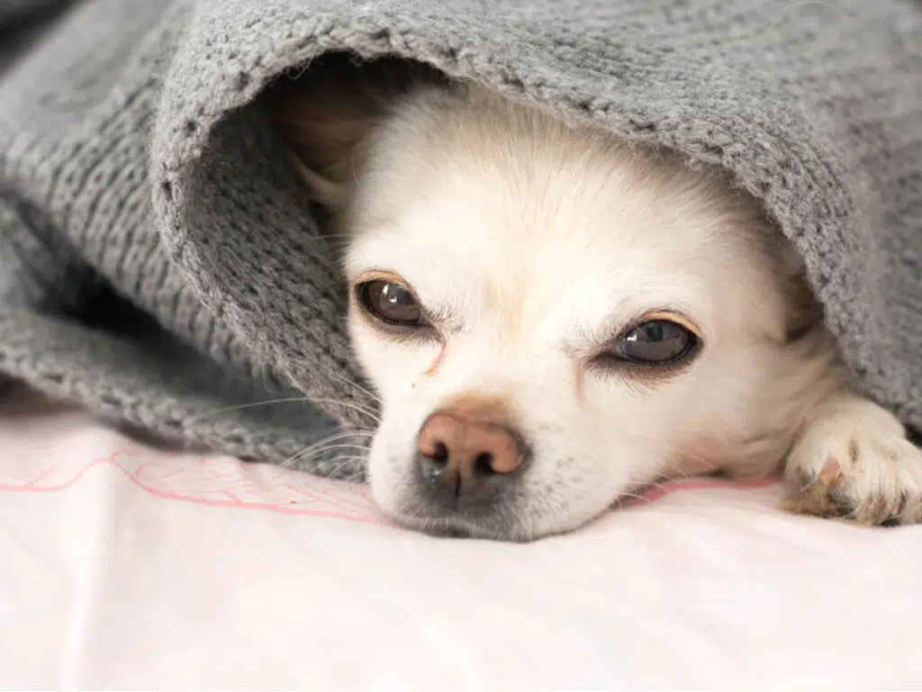 Why Chihuahuas Burrow, illustrated by a white pup under a blanket