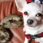 Meet the tiny Chihuahua who has become best friends with a PYTHON