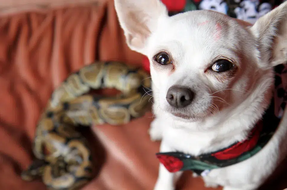 Meet the tiny Chihuahua who has become best friends with a PYTHON 6 SWNS SNAKE DOG 07 jpg 135448 1