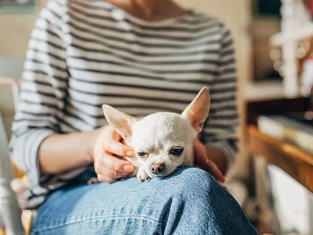 Are Chihuahuas loyal? Illustrated by a white Chihuahua close to her owner