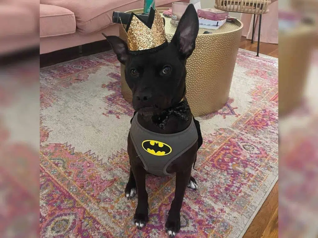 Batman, the Chihuahua Pitbull mix celebrating his second birthday