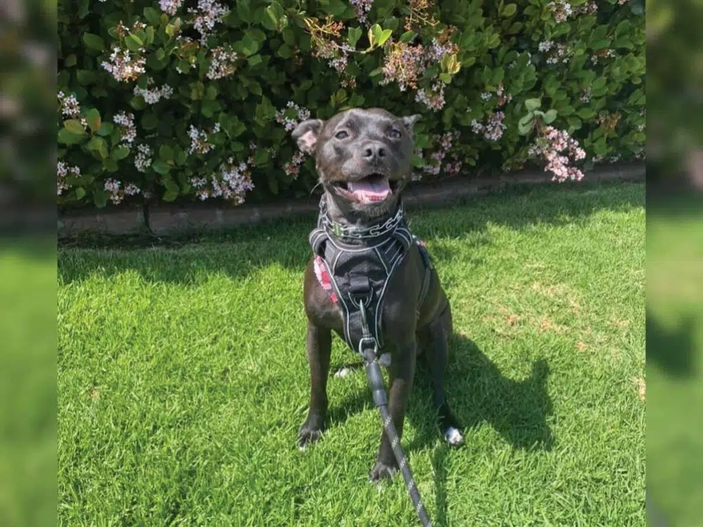 Batman, the Chihuahua Pitbull mix enjoying a day in the sun