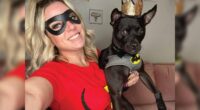 Batman, a Chihuahua Pitbull Mix - Chihuacorner.com