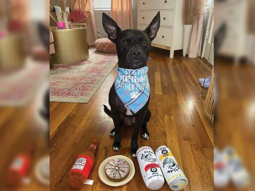 Batman, the Chihuahua Pitbull mix celebrating his third birthday