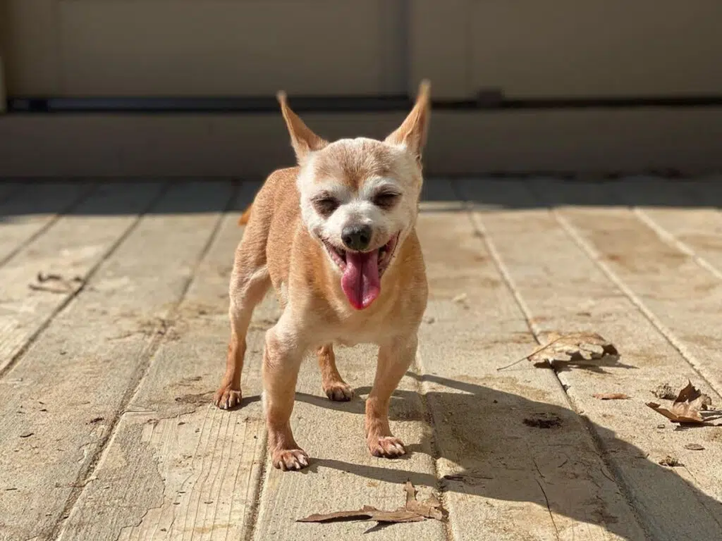 Bobo the Chihuahua basking in the sun