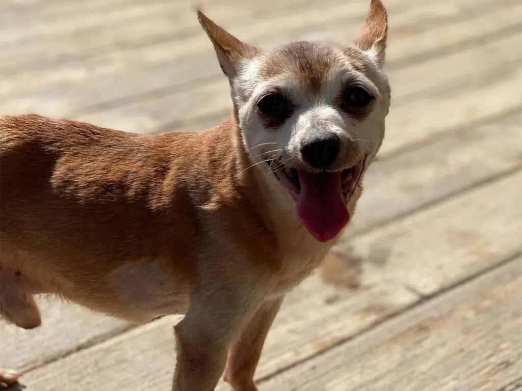 Bobo the Chihuahua, smiling for the camera after celebrating his 23rd birthday