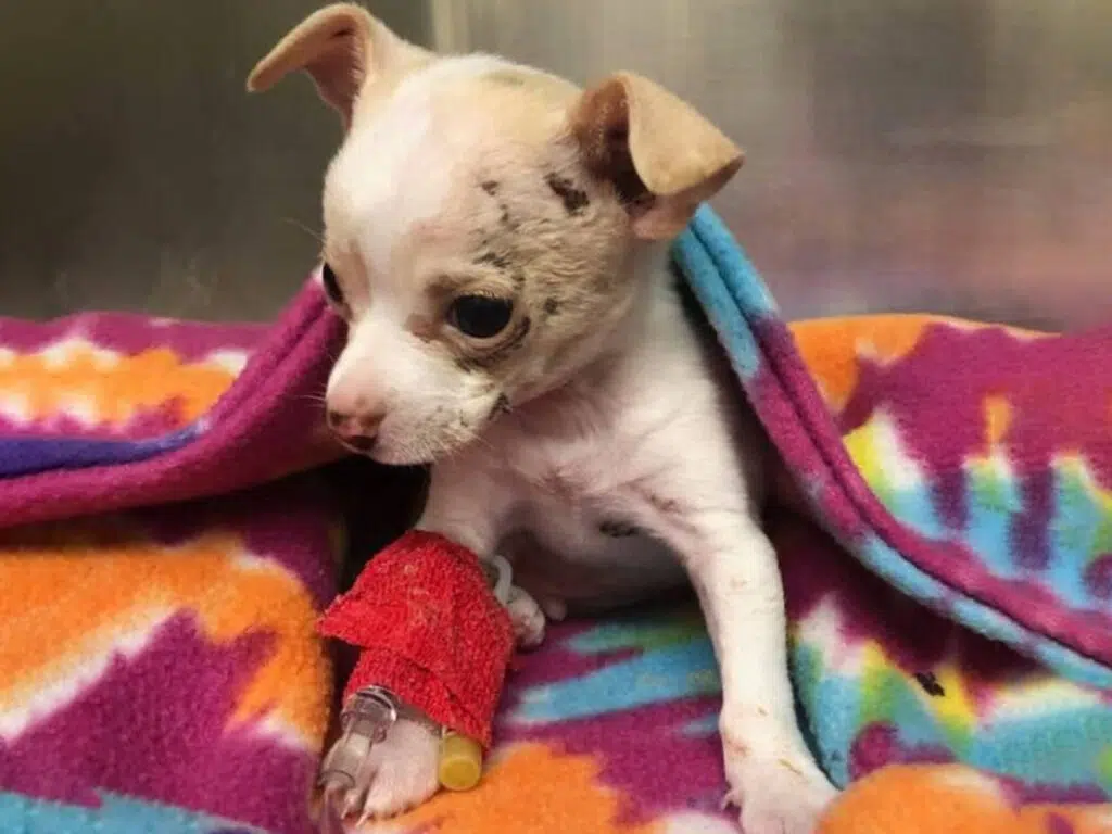 Tony Hawk, the Chihuahua that fell from the sky and survived