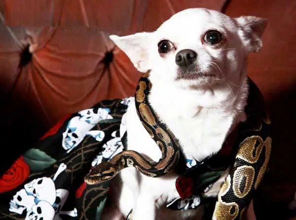 Meet the tiny Chihuahua who has become best friends with a PYTHON 5 chihuahua with python