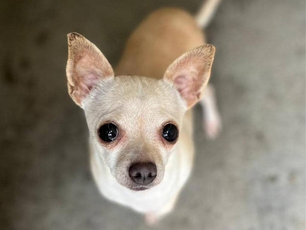 Chloe, one of the two Chihuahuas left alone with no food or water