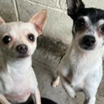 Chihuahuas Left With No Food or Water During Owners’ Holiday