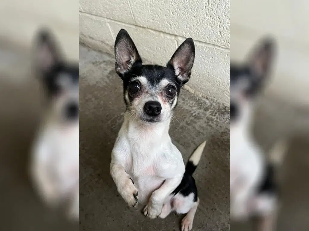 Toby, one of the two Chihuahuas left alone with no food or water