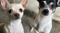 Chihuahuas Left with No Food or Water During Owner's Holiday - Chihuacorner.com
