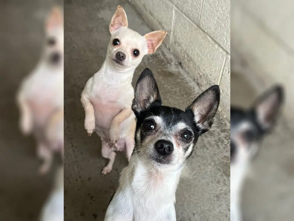 Toby and Chloe, the two Chihuahuas left alone with no food or water