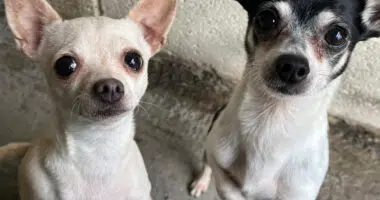 Chihuahuas Left with No Food or Water During Owner's Holiday - Chihuacorner.com