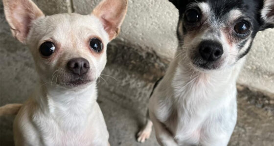 Chihuahuas Left with No Food or Water During Owner's Holiday - Chihuacorner.com