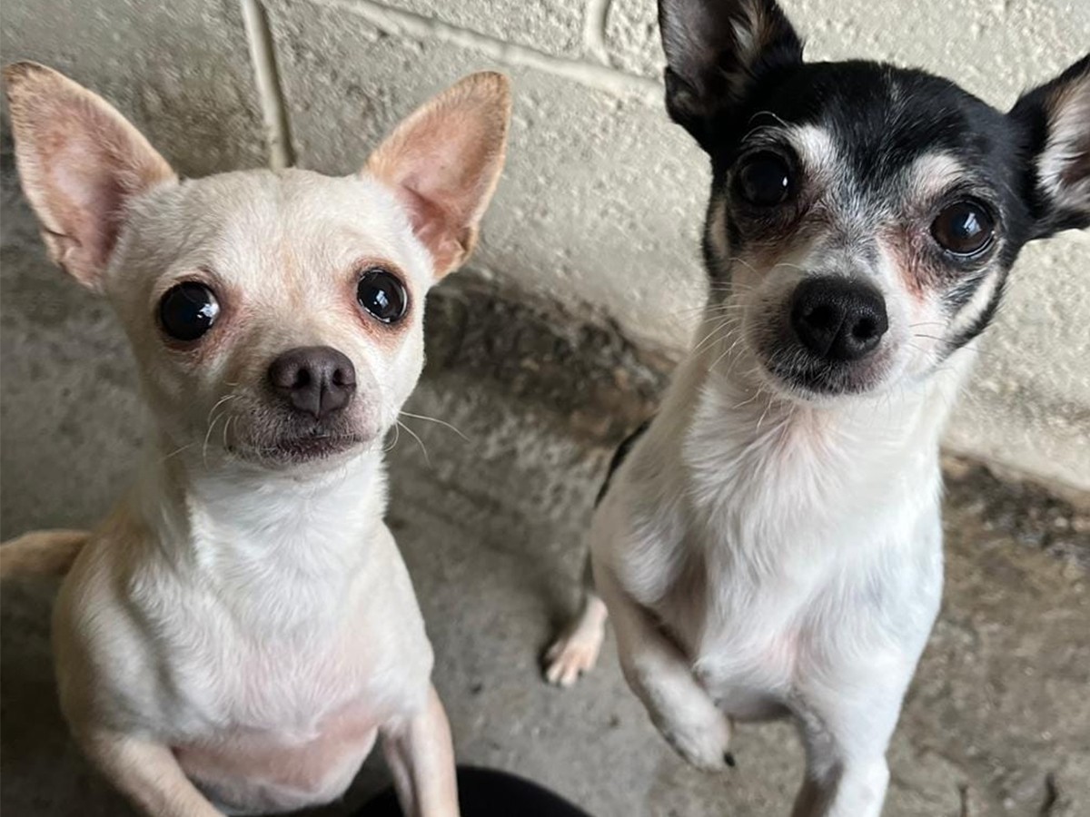 Read more about the article Chihuahuas Left With No Food or Water During Owners’ Holiday