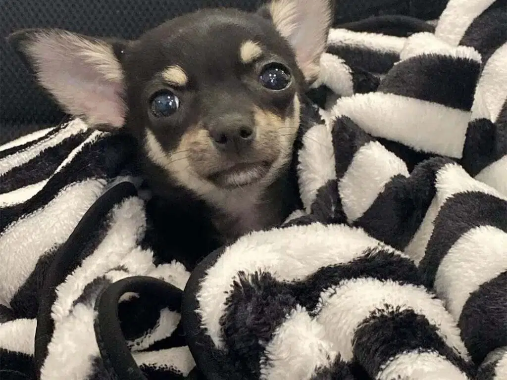 Paco cuddled within a blanket during his recovery
