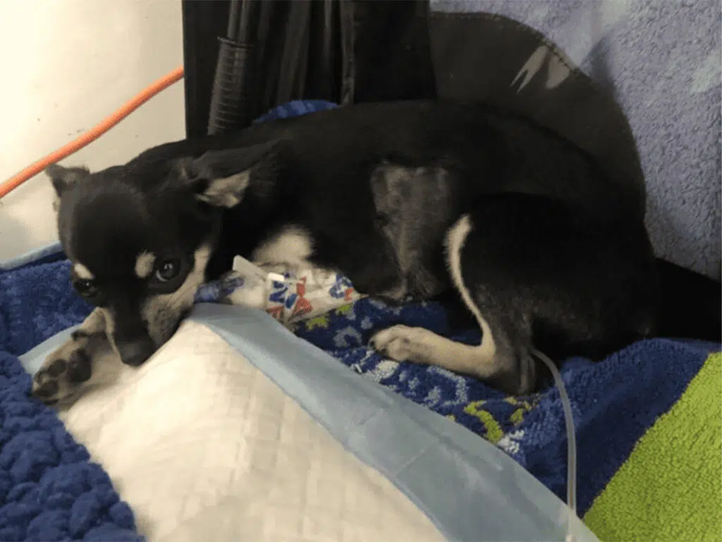 Paco and his assistive breathing tube on a bed