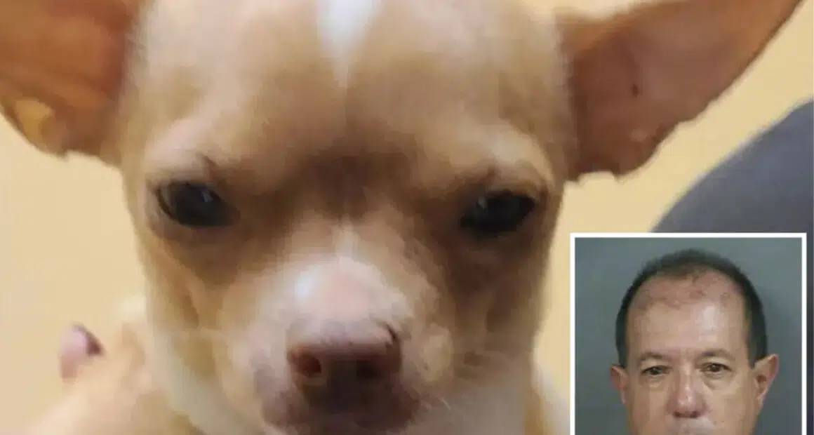 Shocking: Florida Man's Fatal Surgery on Pregnant Chihuahua - Chihuacorner.com