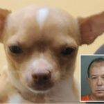 Shocking: Florida Man’s Fatal Surgery on Pregnant Chihuahua