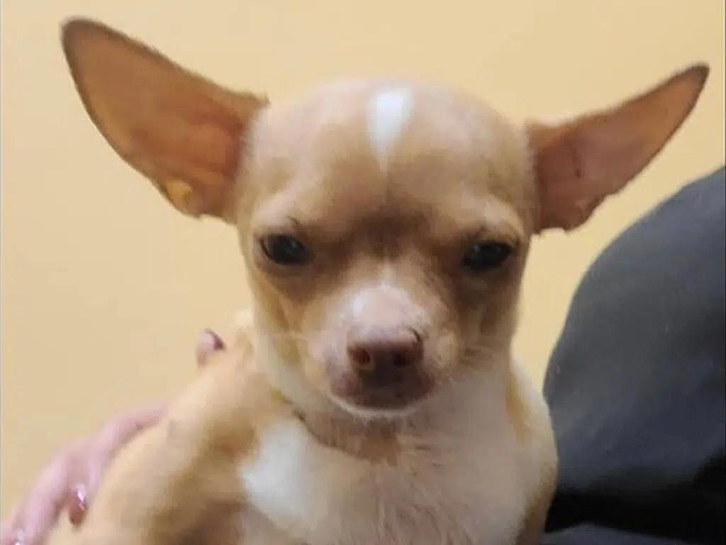 Florida Man's Fatal Surgery on Pregnant Chihuahua