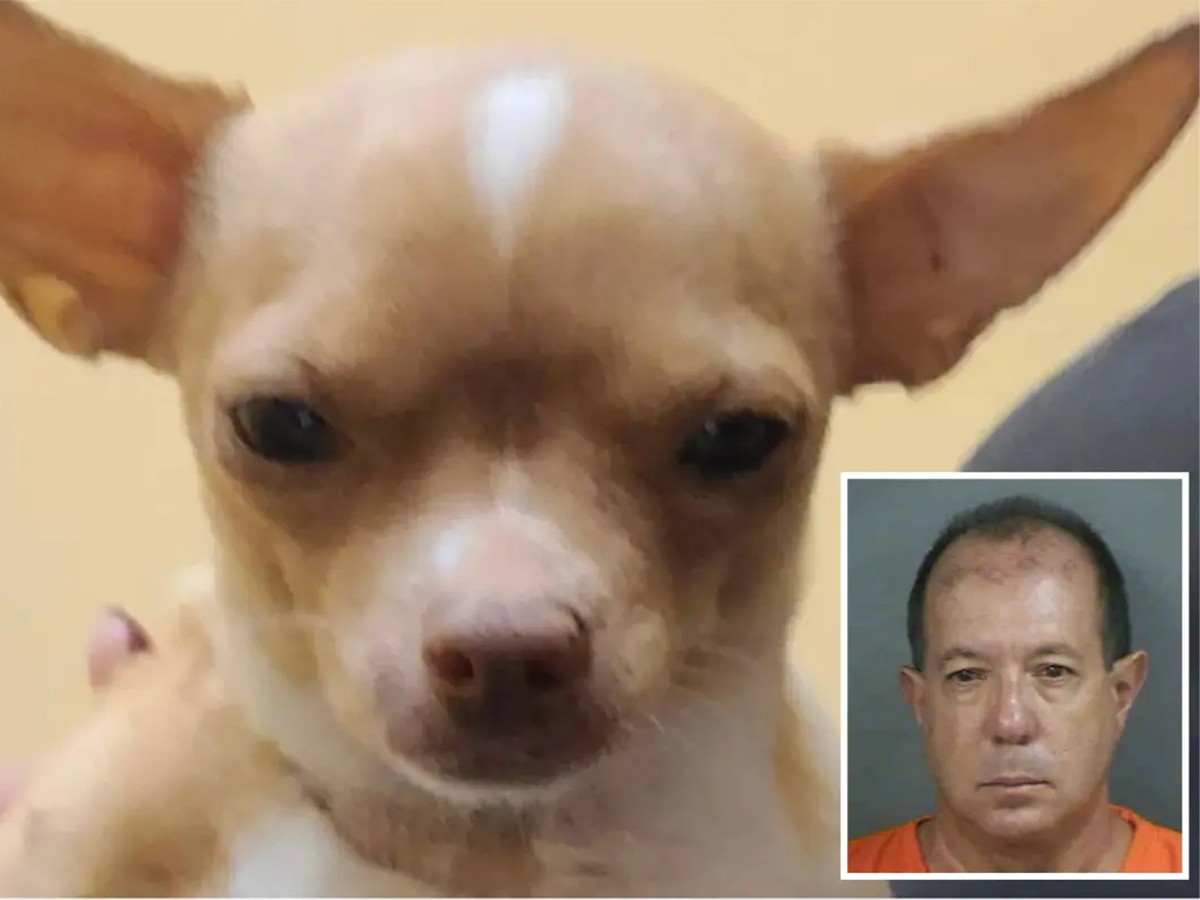 Read more about the article Shocking: Florida Man’s Fatal Surgery on Pregnant Chihuahua