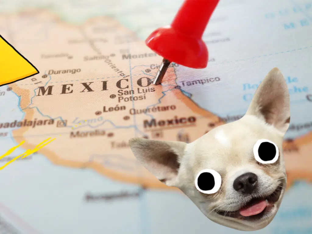 Chihuahua Facts - Their Origin